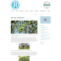 Article about olive oil including Little Olive Oil at Rivertribe website